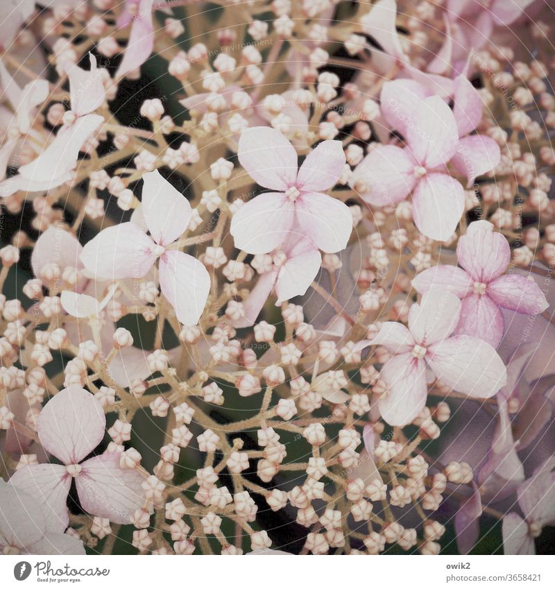 Hydrangea Umwelt Natur Pflanze Schönes Wetter Zierde Zierpflanze Blüte Sträucher zierlich zerbrechlich Blütenknospen Wachstum klein nah Idylle Leben
