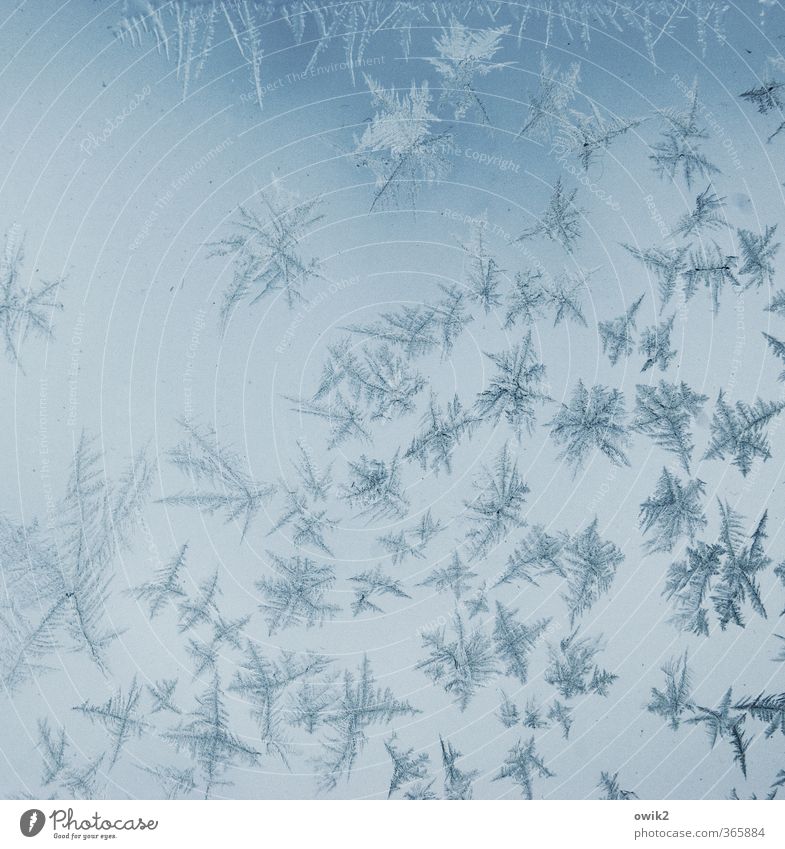 Inlandeis Winter Eis Frost Eiskristall Eisblumen Autofenster Glas frieren dünn authentisch eckig klein nah Spitze stachelig viele verrückt blau Design Idylle