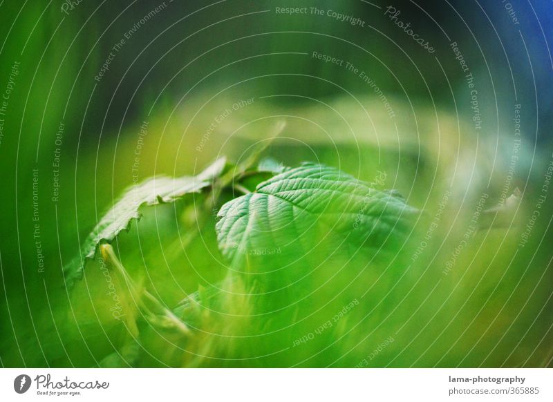 verborgen Natur Pflanze Sträucher Blatt Grünpflanze Wald grün Hintergrundbild Farbfoto Außenaufnahme Detailaufnahme Textfreiraum oben Textfreiraum unten