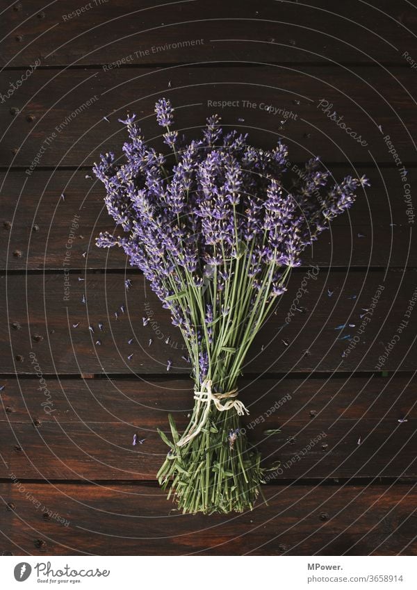 ein bund lavendel Lavendel Strauß Blumenstrauß Pflanze riechen Duft Provence holztisch lila Ernte violett Blüte Nahaufnahme Blühend