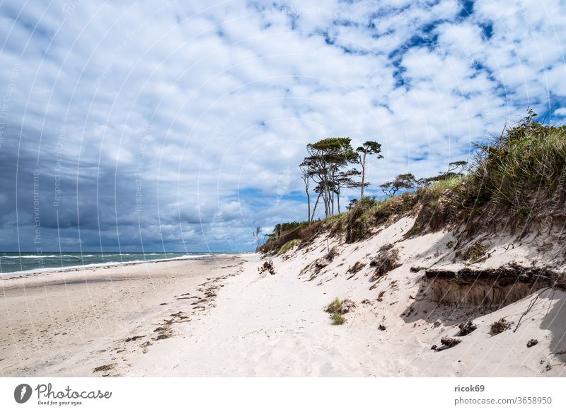 Der Weststrand auf dem Fischland-Darß Küste Ostsee Ostseeküste Meer Strand Baum Wald Bäume Küstenwald Himmel Wolken blau Mecklenburg-Vorpommern Landschaft Natur