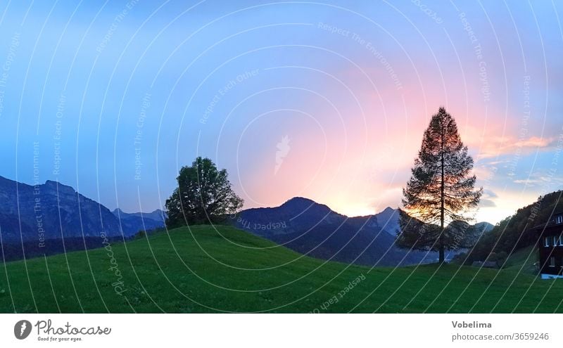 Abend bei Bizau in Vorarlberg Gegenlicht Lärche alpen baum bezau bregenzerwald bregenzerwaldgebirge europa himmel landschaft oesterreich sonne sonnenlicht