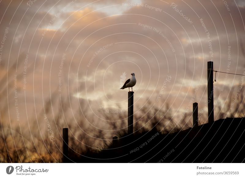 Bomber - oder eine Möwe sitzt im Sonnenuntergang auf der Düne auf einem Pfahl und wartet auf ihr nächstes Opfer, welches sie "bescheißen" kann. Möwenvögel Vogel