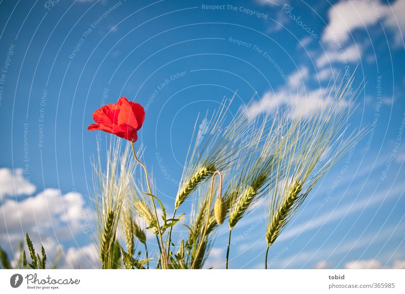 Mohnblume vor blauem Himmel Getreide Natur Wolken Sommer Schönes Wetter Nutzpflanze Ähren Idylle Farbfoto Außenaufnahme Detailaufnahme Menschenleer Tag