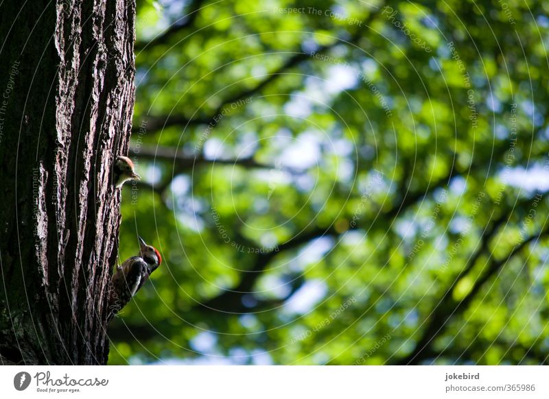 Jung & Alt Baum Vogel Buntspecht Specht Tierjunges Tierfamilie füttern Baumstamm Baumrinde Blätterdach Farbfoto Außenaufnahme Menschenleer Textfreiraum rechts