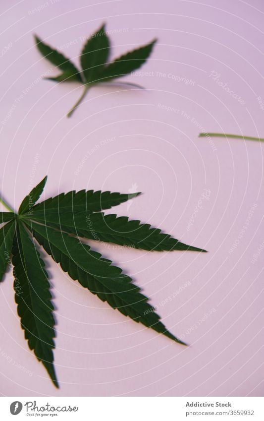 Marihuana-Blätter auf rosa Hintergrund Cannabis wachsend Natur wild Blatt Zusammensetzung Atelier Pflanze grün natürlich Kraut Hanf Buchse Gras frisch Medizin