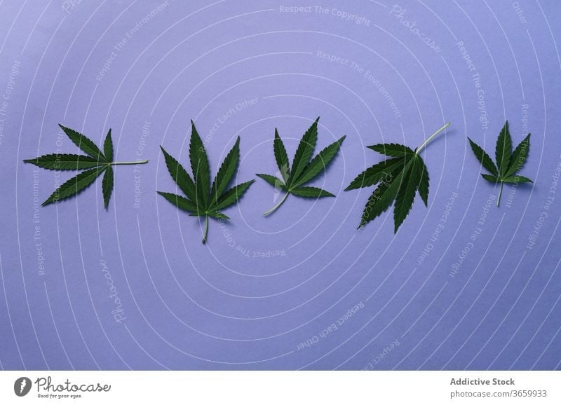 Marihuana-Blätter auf blauem Hintergrund Cannabis wachsend Natur wild Blatt Zusammensetzung Atelier Pflanze grün natürlich Kraut Hanf Buchse Gras frisch Medizin