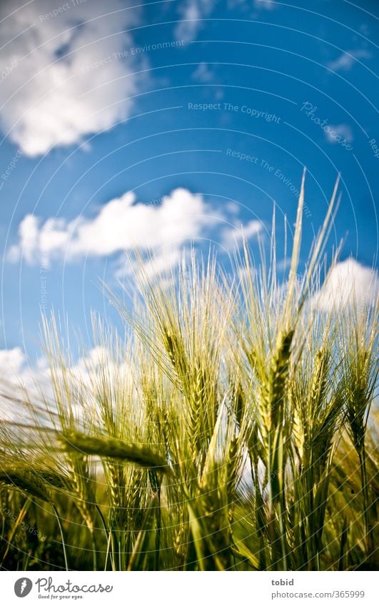 Getreide Sommer Umwelt Natur Himmel Wolken Schönes Wetter Pflanze Ähren Feld Wachstum Grüne Ähren Farbfoto Außenaufnahme Detailaufnahme Tag Licht Sonnenlicht