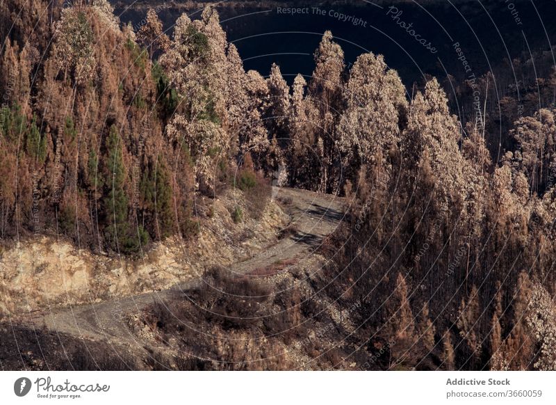 Bergstraße im Trockenwald Brandwunde Wald Natur trocknen flau Straße Berge u. Gebirge Baum zerstören Landschaft Desaster sonnig Ökologie Waldgebiet erstaunlich