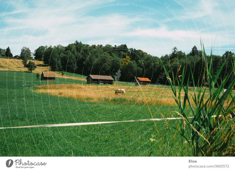 Ein Pferd auf der Weide ländlich Natur bayern Wiese Bauernhof Gras grasen idyllisch Landschaft Sommer