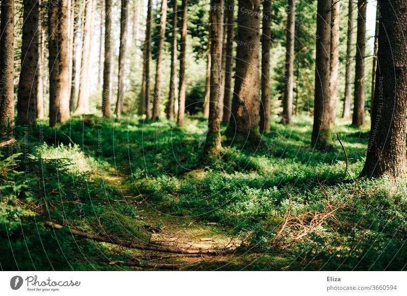 Ein Trampelpfad im Wald Pfad Weg Natur Wege & Pfade grün Baum Umwelt wandern Fußweg Pflanze Menschenleer ruhig Sonnenlicht Außenaufnahme Licht Sonnenstrahlen