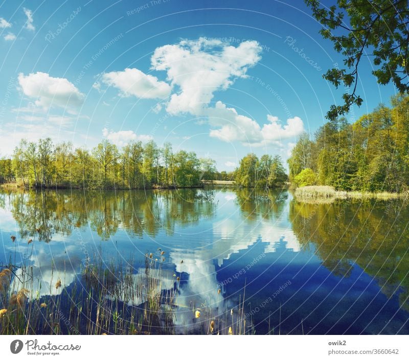 Übern großen Teich See Idylle Panorama (Aussicht) Pflanze Wasser Himmel Reflexion & Spiegelung Landschaft Natur windstill Außenaufnahme Menschenleer Farbfoto