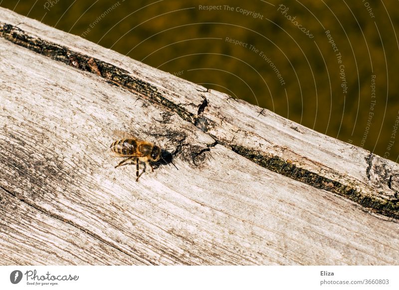 Eine Biene auf Holz krabbeln Insekt Sonne