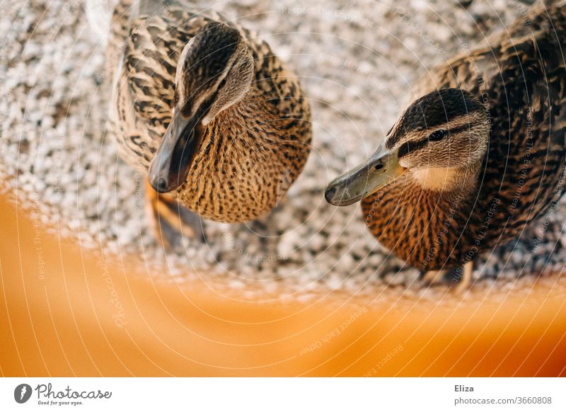 zwei neugierige Enten zahm Paar Natur Tier