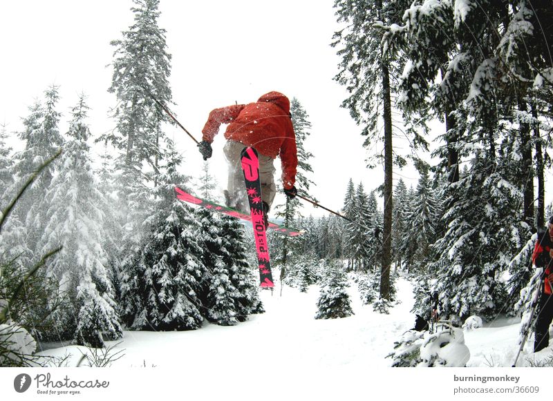 ski#3 Pulverschnee springen Skifahrer Wald Baum Skifahren Extremsport Schnee air