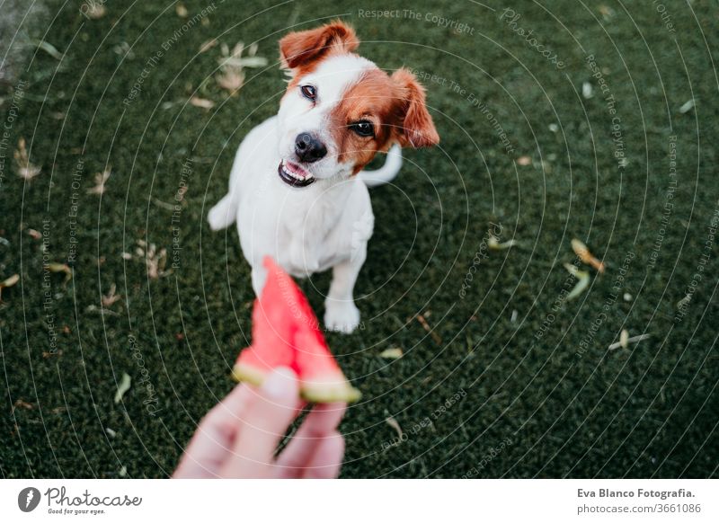 süßer jack russell hund isst wassermelone im freien. frau hält eine scheibe wassermelone in der hand. sommerzeit Hund Essen Wassermelone Sommer Lebensmittel