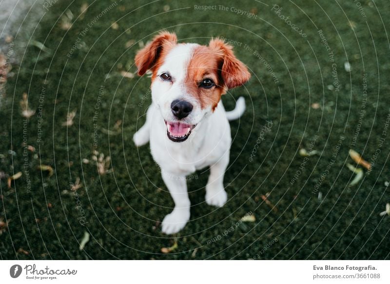 Porträt eines süßen Jack-Russell-Hundes, der im Freien lächelnd auf dem Rasen sitzt, Sommerzeit jack russell Lächeln Warten Reinrassig Sitzen klein Lifestyle