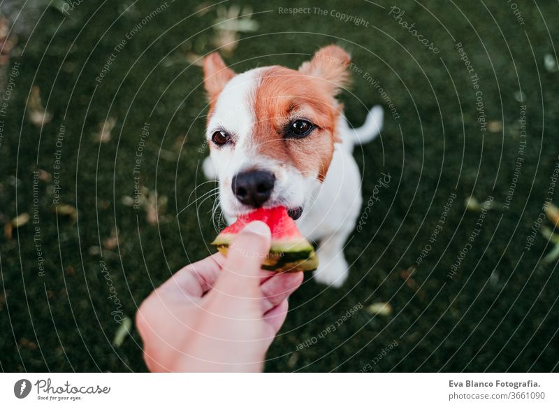 süßer jack russell hund isst wassermelone im freien. frau hält eine scheibe wassermelone in der hand. sommerzeit Hund Essen Wassermelone Sommer Lebensmittel