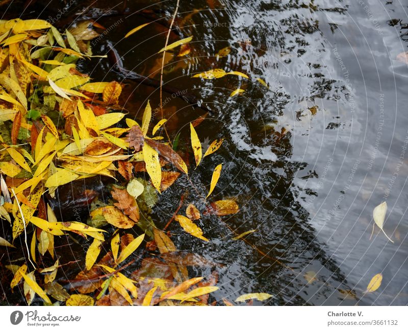 UT HH 2019 | Blätter Herbstlaub herbstlich Laub Herbstfärbung Außenaufnahme gelb Farbfoto Natur Menschenleer Tag Vergänglichkeit Wandel & Veränderung schön