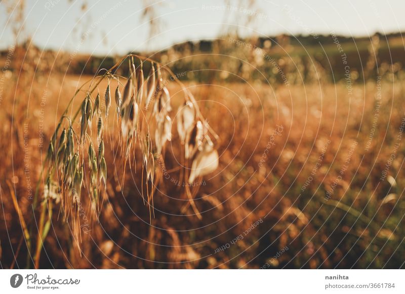 Nahaufnahme einer Haferspitze in einem Feld Pflanze Detailaufnahme Feldfrüchte Müsli Bauernhof Biografie organisch gold golden Stunde Sonnenuntergang