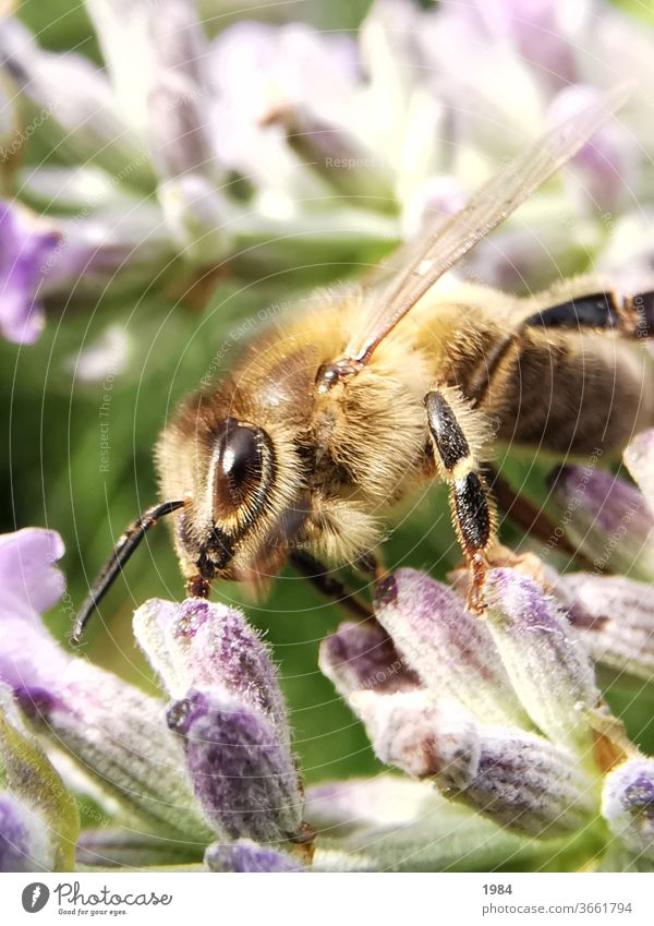 Biene Biene bei der Arbeit Insekt Makroaufnahme Flügel Nektar Nahaufnahme Pflanze Pollen Sommer Außenaufnahme Garten Blüte Lavendel Tier