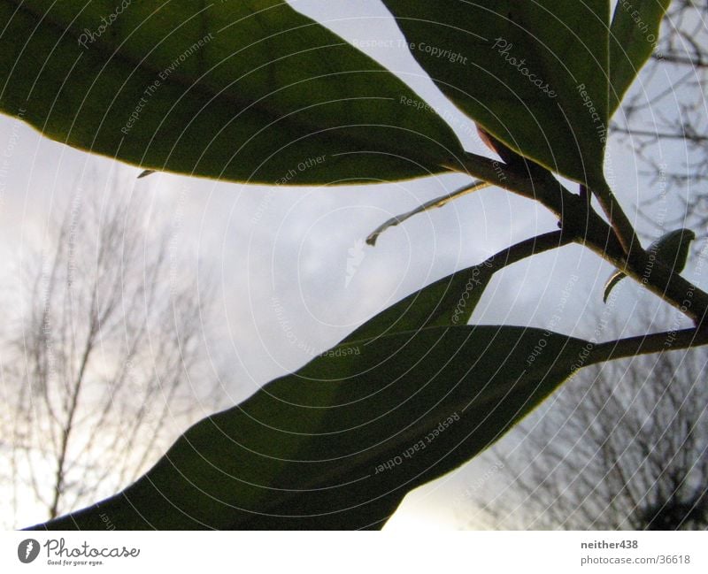 rhododenron Gegenlicht Pflanze Blatt Detailaufnahme Strukturen & Formen Makroaufnahme