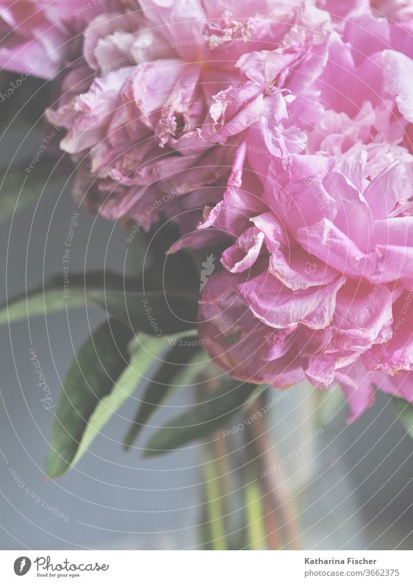 rosarote Pfingstrosen verblassen Blumen bluten Nahaufnahme Natur Farbfoto Detailaufnahme Sommer Frühling Blühend Duft Blütenblatt Tag bereits Innenaufnahme