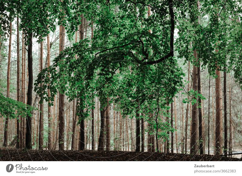 Großer Ast einer Buche vor Stämmen von Kiefern im Wald Baum Stamm grün baun erhaben Natur Ruhe Erholung durchatmen