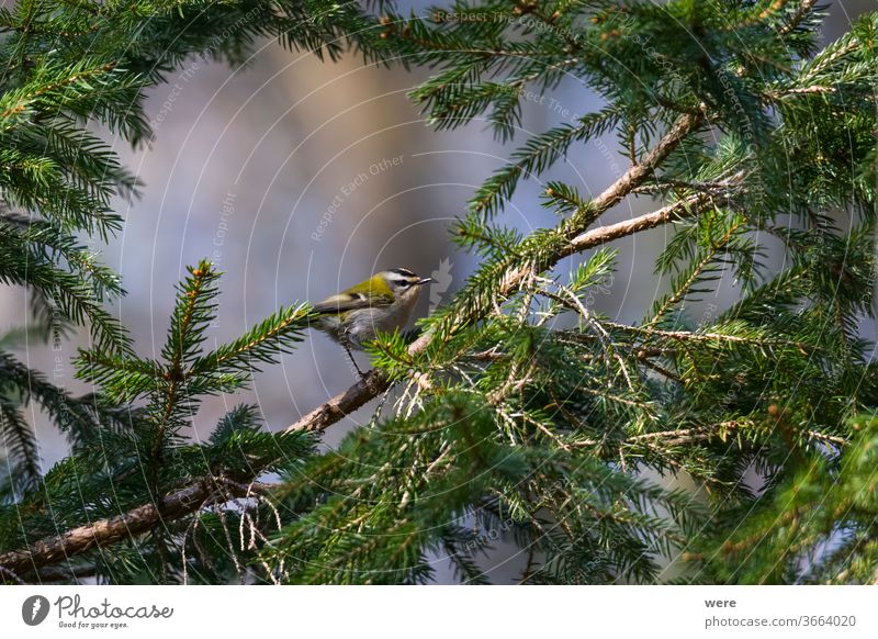 Wintergoldhähnchen zwischen den Zweigen einer Fichte Winter-Goldhähnchen Tier Vogel Ast Textfreiraum niedlich Federn Fliege Wald Natur niemand pruce selten