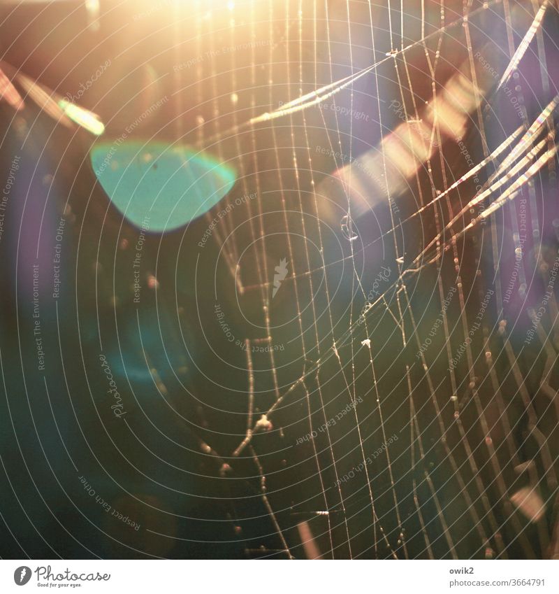 Versponnen Umwelt Natur Sonnenlicht Spinngewebe leuchten Idylle Farbfoto Außenaufnahme Nahaufnahme Detailaufnahme Menschenleer Licht Schatten Kontrast