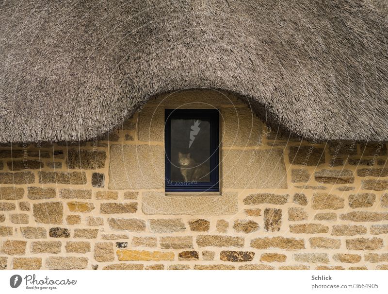 Fassade eines bretonischen Hauses mit Reetdach und Katze im Fenster Bretagne Granit massiv Frankreich Blick in die Kamera Tier Haustier Säugetier eingerahmt