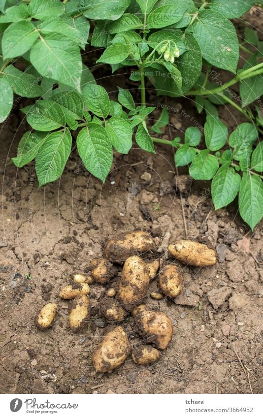 Frische Kartoffeln aus dem Boden Bodenbearbeitung Bauernhof Umwelt Betrag Zutaten Erde jung Reifung wachsend Graben Haufen produzieren veggies Ackerland