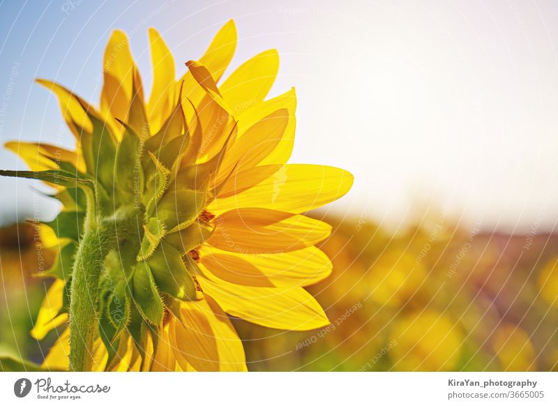 Sonnenblume. Sonnenblumenfeld gegen die Sommerwiese gelb Blume Feld Landschaft Natur Himmel grün Nahaufnahme hell Wachstum rund Ernte kreisen Sonnenuntergang