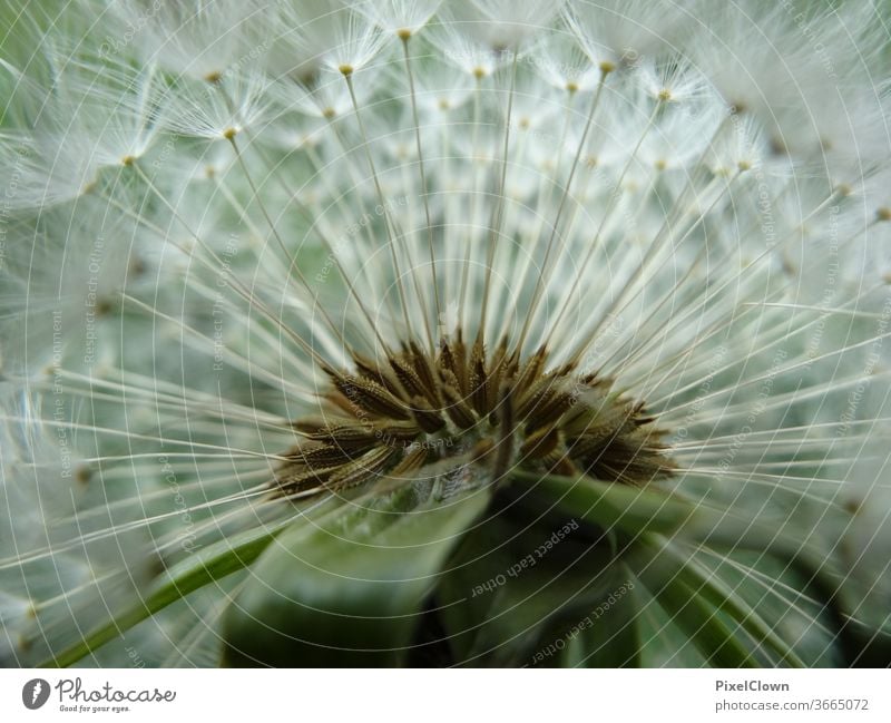 Pusteblume in einer Nahaufnahme Makroaufnahme Löwenzahn Pflanze Samen Flora, Sommer, Harmonie