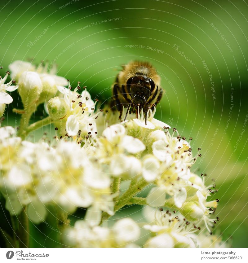 Yammi... Honig Sonnenlicht Frühling Sommer Blume Blüte Pollen Blütenstauden Biene Honigbiene Wespen Essen Nahrungssuche Lebensmittel Nektar Imker Imkerei