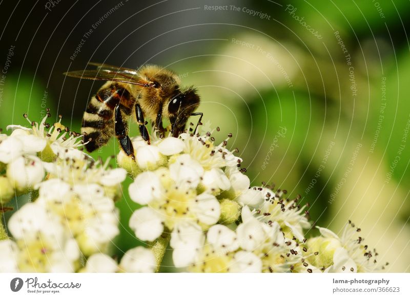 Fleißiges Bienchen Natur Sonnenlicht Frühling Sommer Blume Blüte Tier Wildtier Biene Honigbiene Wespen Bienenstock 1 Essen Nahrungssuche Nektar Blütenstauden