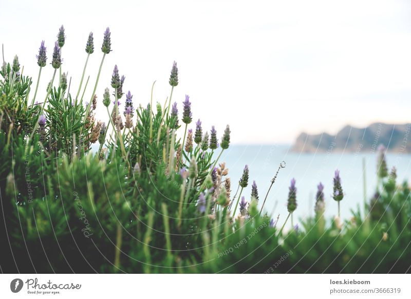 Detail eines blühenden Lavendels auf verschwommener Meereslandschaft, Altea, Spanien Blume geblümt Natur Hintergrund Sommer Pflanze MEER Wasser schön grün