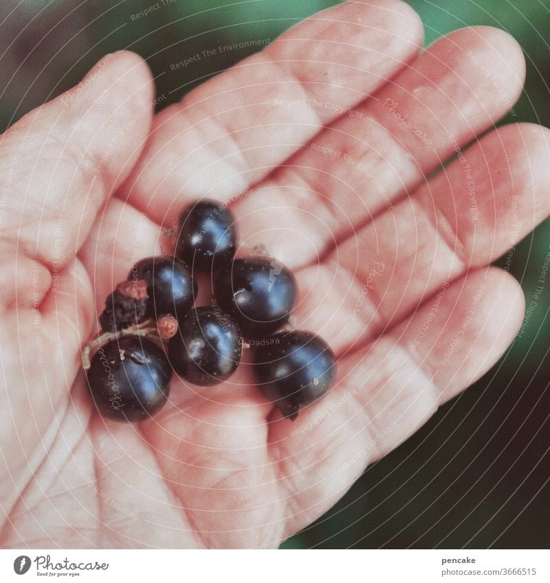 beerenzeit Hand Handfläche Innenhand darbieten zeigen Beeren Schwarze Johannisbeere reif lecker gesund Vitamine Frucht frisch Sommer Gesundheit Ernährung saftig