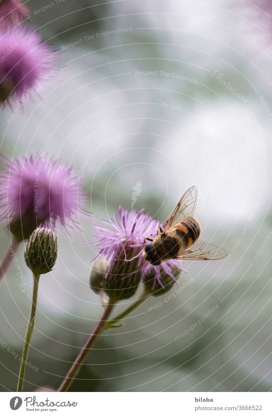 Biene auf Blüte trinkt Nektar im sanften Gegenlicht. Blume Honig Blütenhonig Flügel Insekt Nutztier Wildhonig Imkerei Natur Biologisch Umwelt Pollen Mistbiene