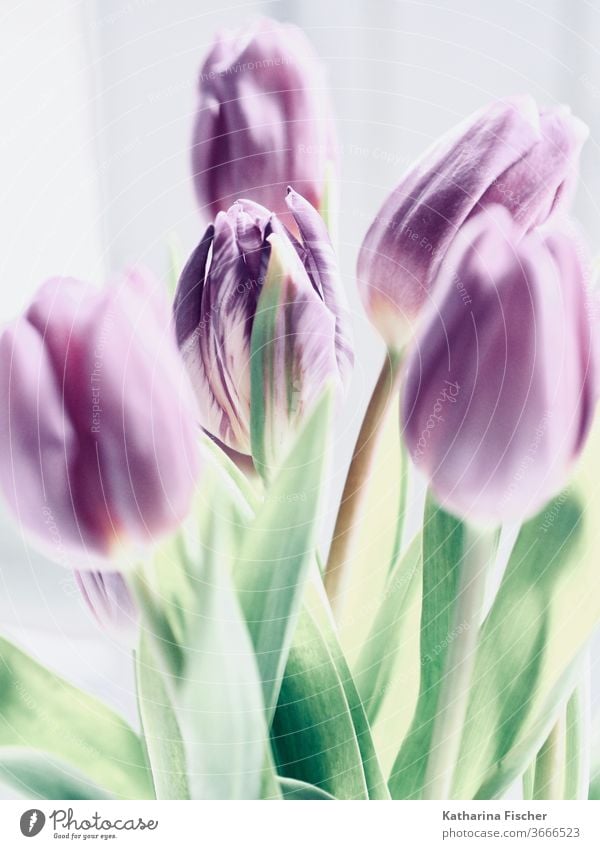 violette Tulpen Blume Tulpenblüte Natur Farbfoto Frühling verträumt Dekoration & Verzierung Blumenstrauß Tag schön Sommer Innenaufnahme Blühend grün