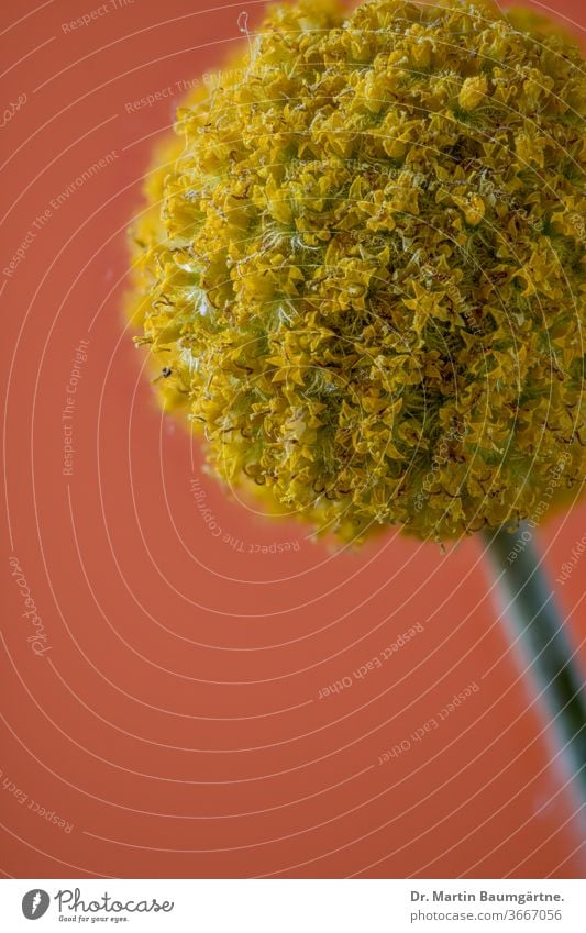 Craspedia sp. , Asteraceae, Asteraceae, Compositae aus Australien Rosettenbildend Kraut kugelrund Blütenkopf Blumen klein gelb Kapitular Nahaufnahme Australier