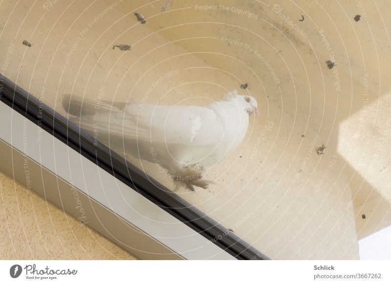 Weiße Taube auf Glasdach und Taubenkot in Froschperspektive weiß Haustaube Kot Froschverspektive von unten Schmutz hygiene