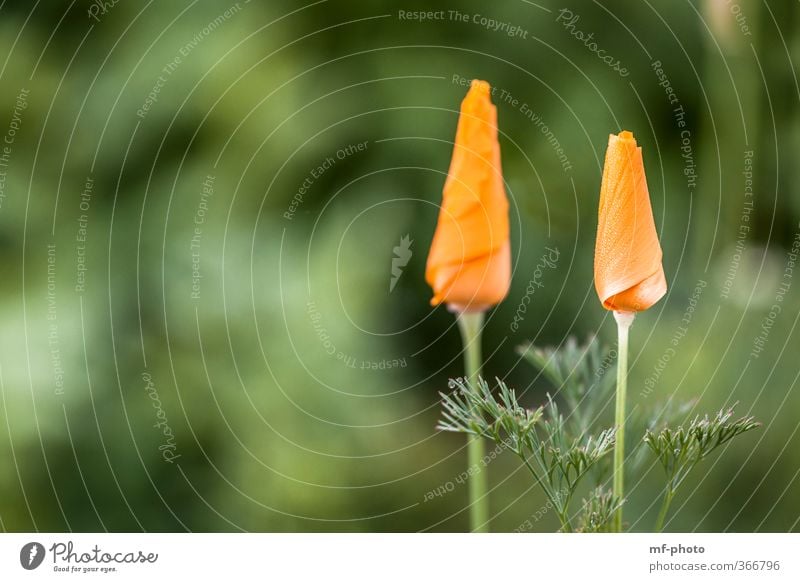 Zwillinge Natur Pflanze Blume grün orange California Poppy Farbfoto Außenaufnahme Makroaufnahme Menschenleer