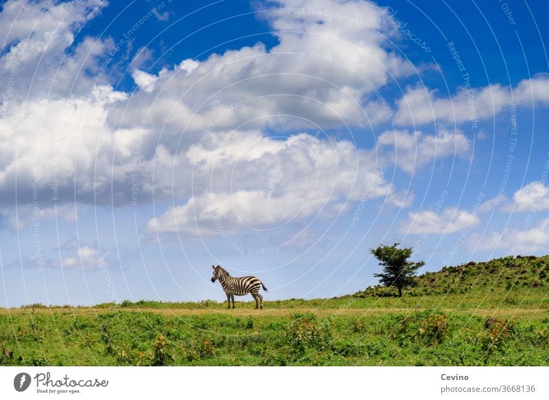 Zebra auf einer Wiese bei schönem Wetter Blauer Himmel Wolken Wolkenhimmel Tier alleine einsam verloren Komplementärfarbe Kontrast Tiefenwirkung Afrika
