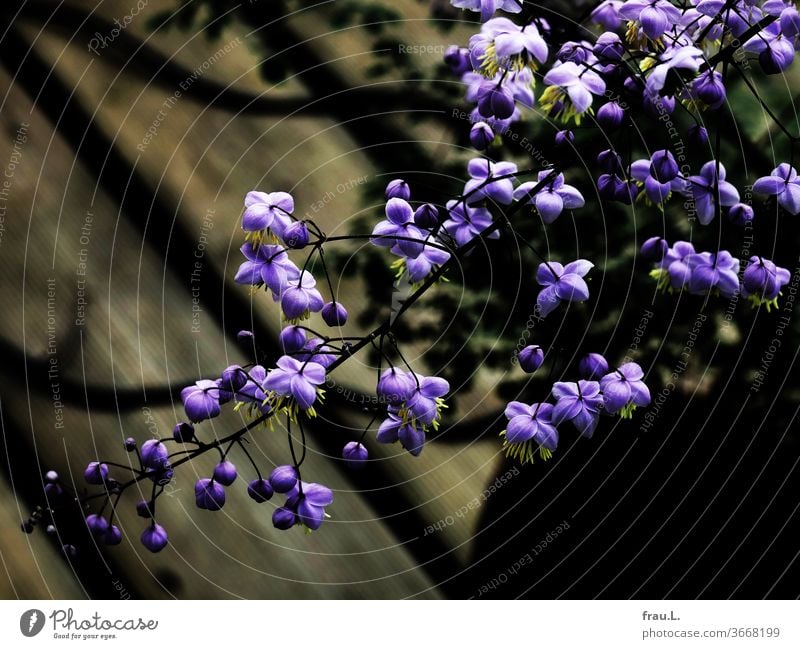 Die Prinzessin unter den Balkonblumen, die Chinesische Wiesenraute, war selbst äußerst verliebt in ihre violetten Blüten. Blumen Terrasse Hauswand Sommer