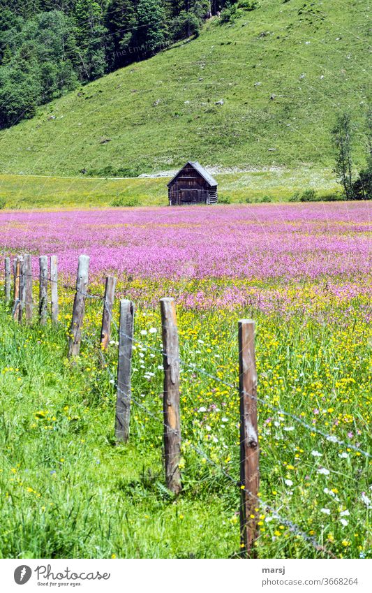 Alter Heustadl mit bunter Blumenwiese und Zaun Hütte Wiese violett Haus Landschaft kitschig Idylle Klischee Natur grün Blühend Frühling