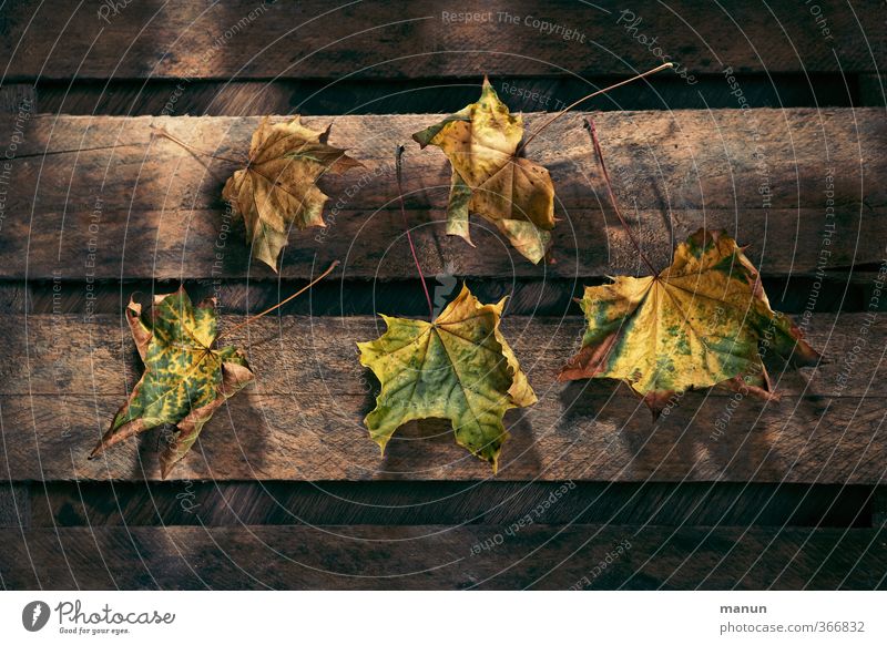 abgeblättert Natur Herbst Blatt Herbstlaub herbstlich Herbstfärbung Holzbrett Holzkiste natürlich trocken Vergänglichkeit Farbfoto Strukturen & Formen Licht