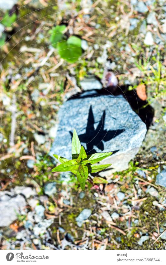 Schatten einer Grünpflanze auf Stein Pflanze Vogelperspektive Kontrast Farbfoto Licht Natur grün Wachstum Wildpflanze Schwache Tiefenschärfe Starker Kontrast