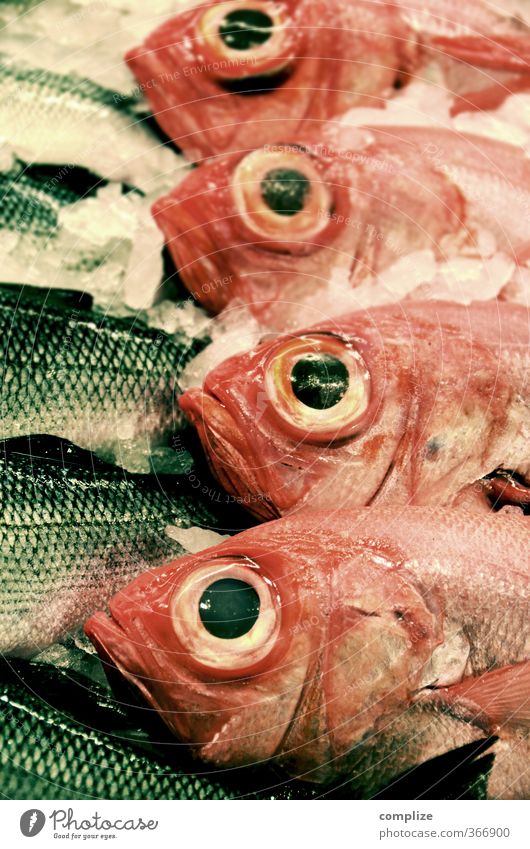 Omega 4 Lebensmittel Fisch Ernährung Diät Gesunde Ernährung Tier kalt Eis Tod Fleisch Auge groß Kühltheke Fischmarkt Fischgeschäft Pargo seebrasse rotbrasse