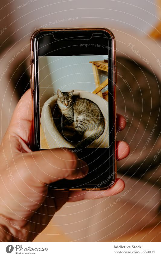 Zuschneidende Person fotografiert Katze auf Smartphone fotografieren niedlich Tier Lügen Korb LAZY Gerät Apparatur Mobile Telefon Foto schießen Bildschirm